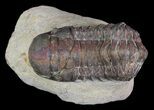 Bargain, Crotalocephalina Trilobite - Foum Zguid, Morocco #65983-4